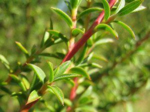 tea tree leafs