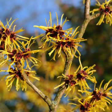 How to Use Witch Hazel to Clear up Acne